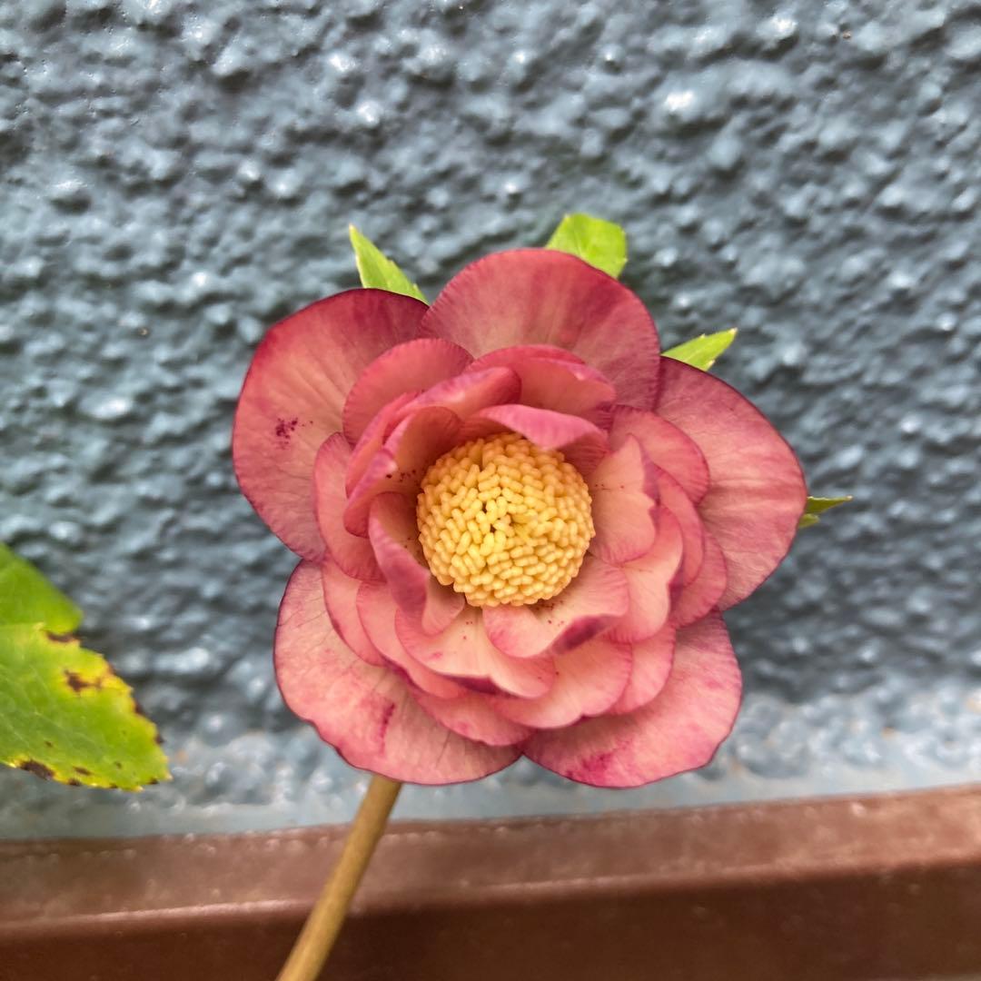 クリスマスローズ　小輪超多弁咲き　ピンクオーレア絞り　株分け前提