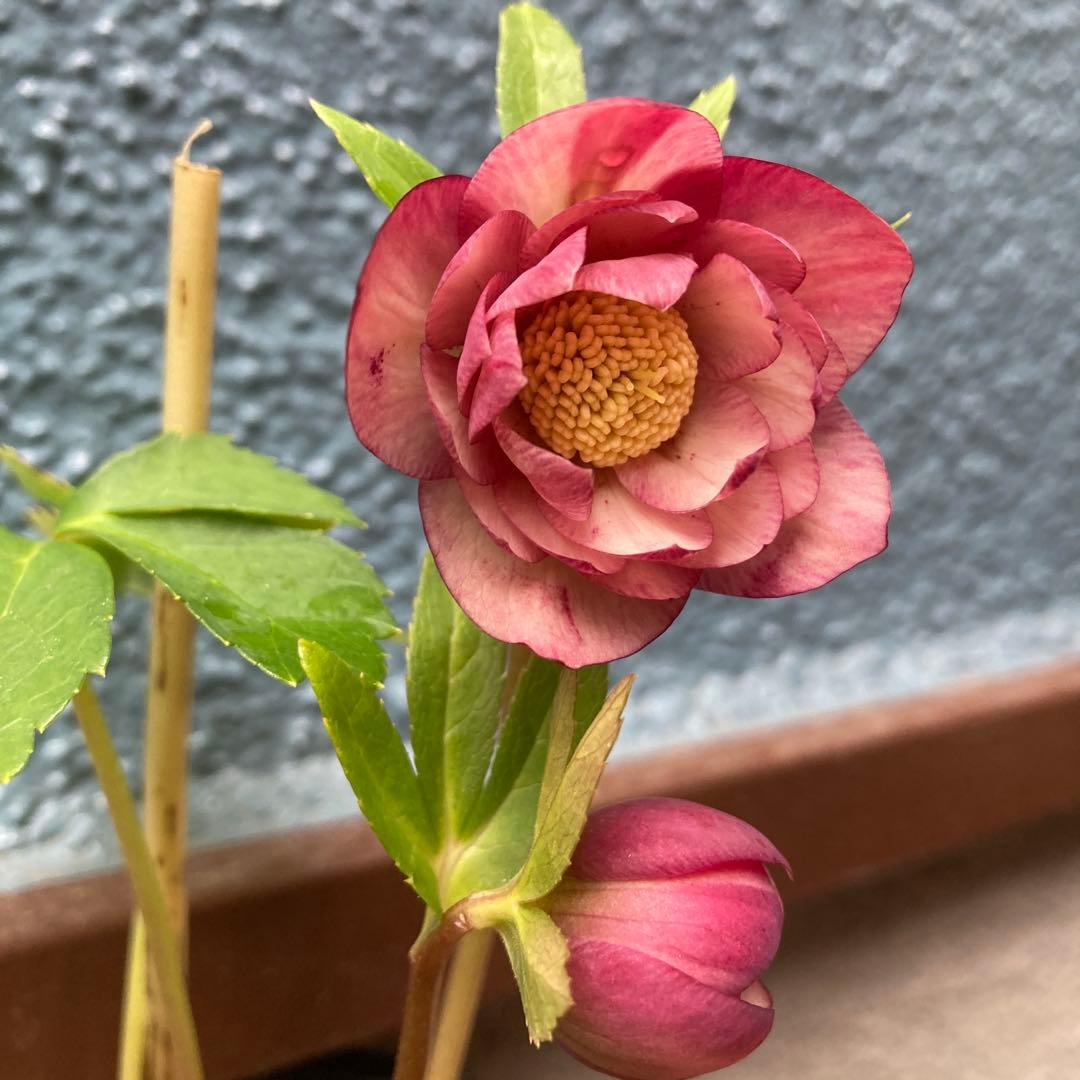 クリスマスローズ　小輪超多弁咲き　ピンクオーレア絞り　株分け前提