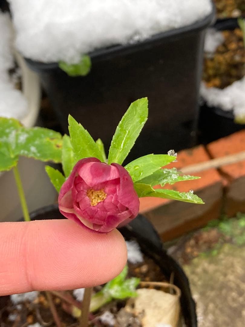 クリスマスローズ　小輪超多弁咲き　ピンクオーレア絞り　株分け前提