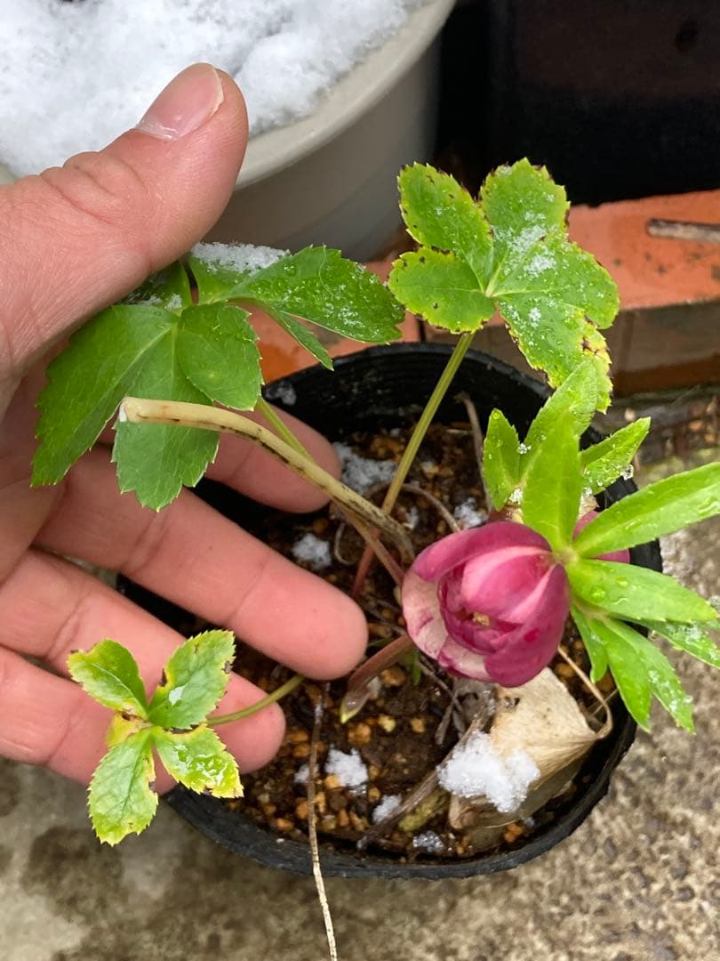 クリスマスローズ　小輪超多弁咲き　ピンクオーレア絞り　株分け前提