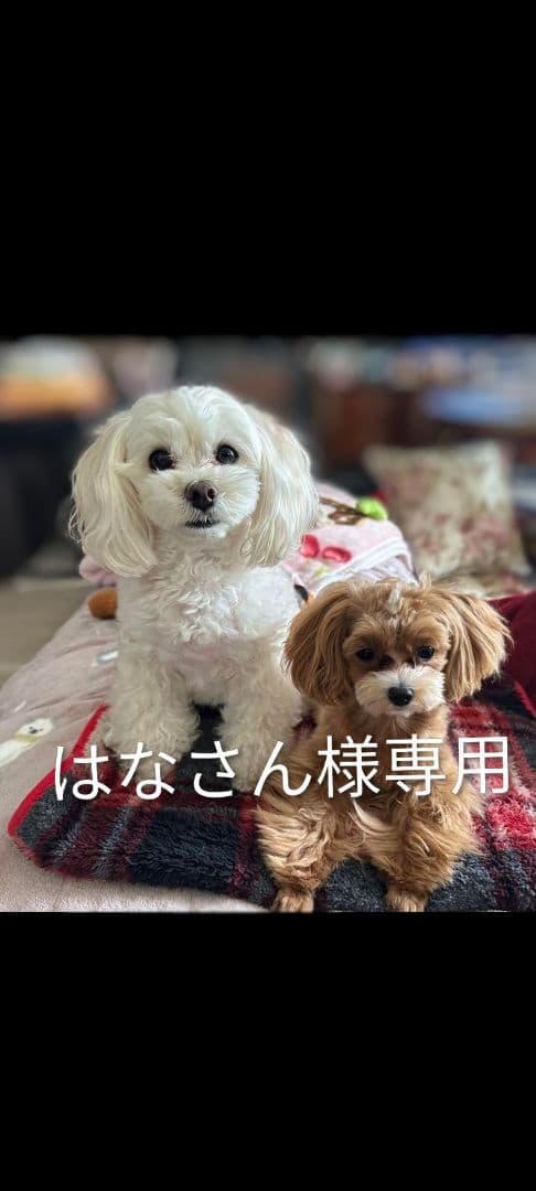 はなさん。妹ちゃん♡