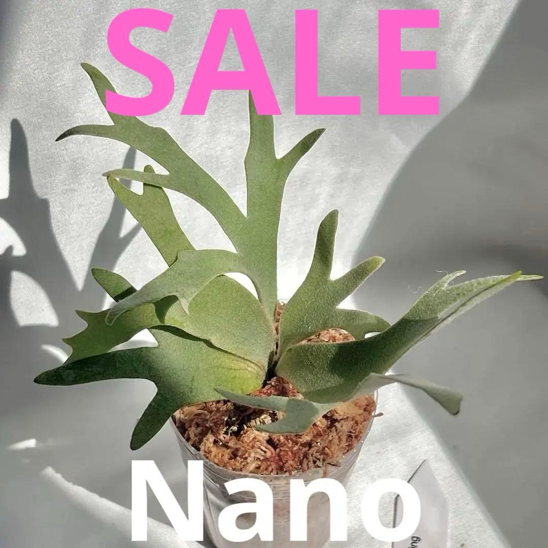 【第四種郵便】 P. Willinckii Nano(spore)【V15】