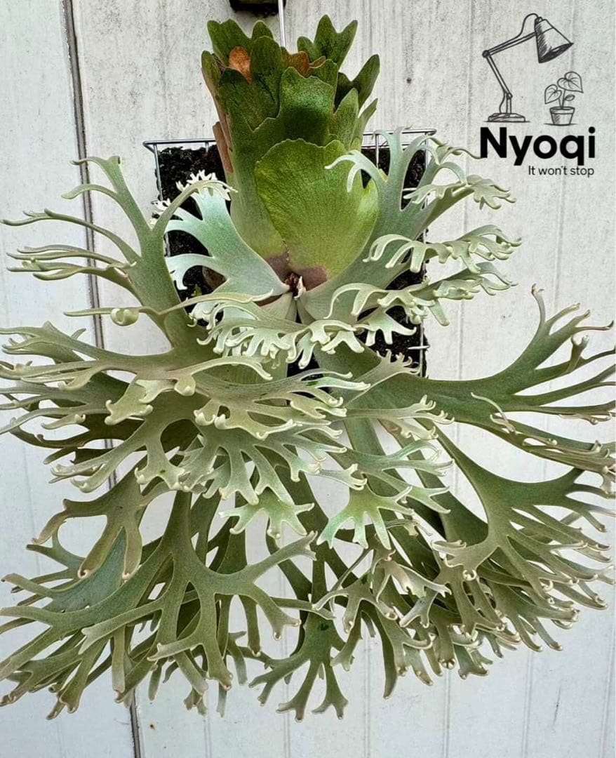 【第四種郵便】 P. Willinckii Nano(spore)【V15】