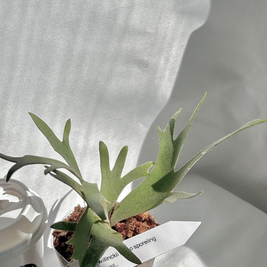 【第四種郵便】 P. Willinckii Nano(spore)【V15】