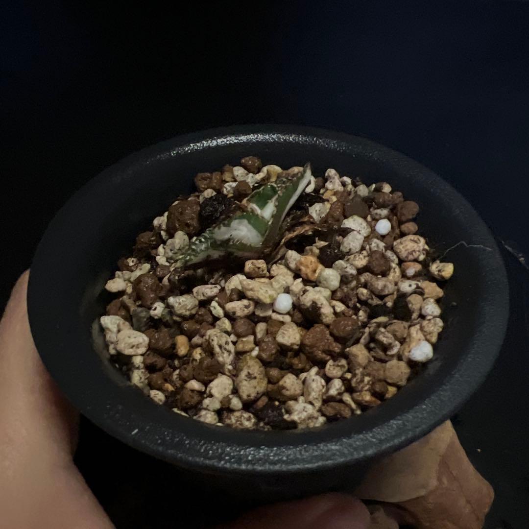 SALE‼️アガベ　チタノタ　SAD 斑入り‼️8398-1000