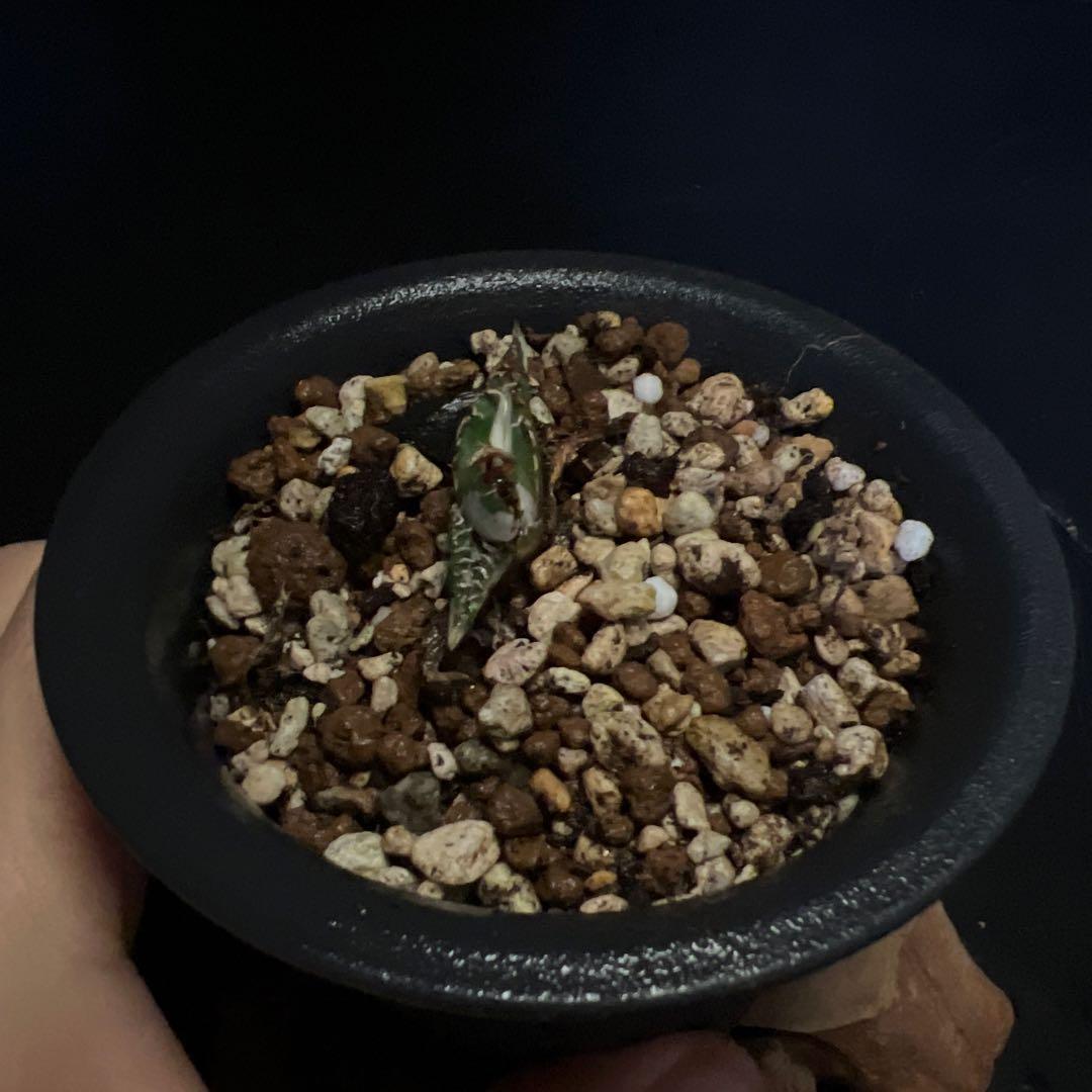 SALE‼️アガベ　チタノタ　SAD 斑入り‼️8398-1000