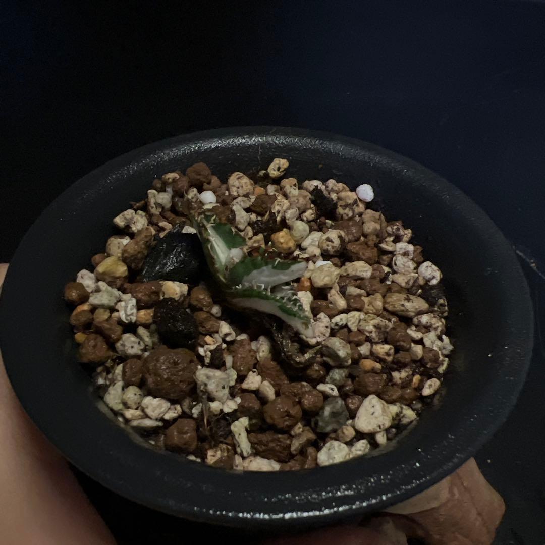 SALE‼️アガベ　チタノタ　SAD 斑入り‼️8398-1000