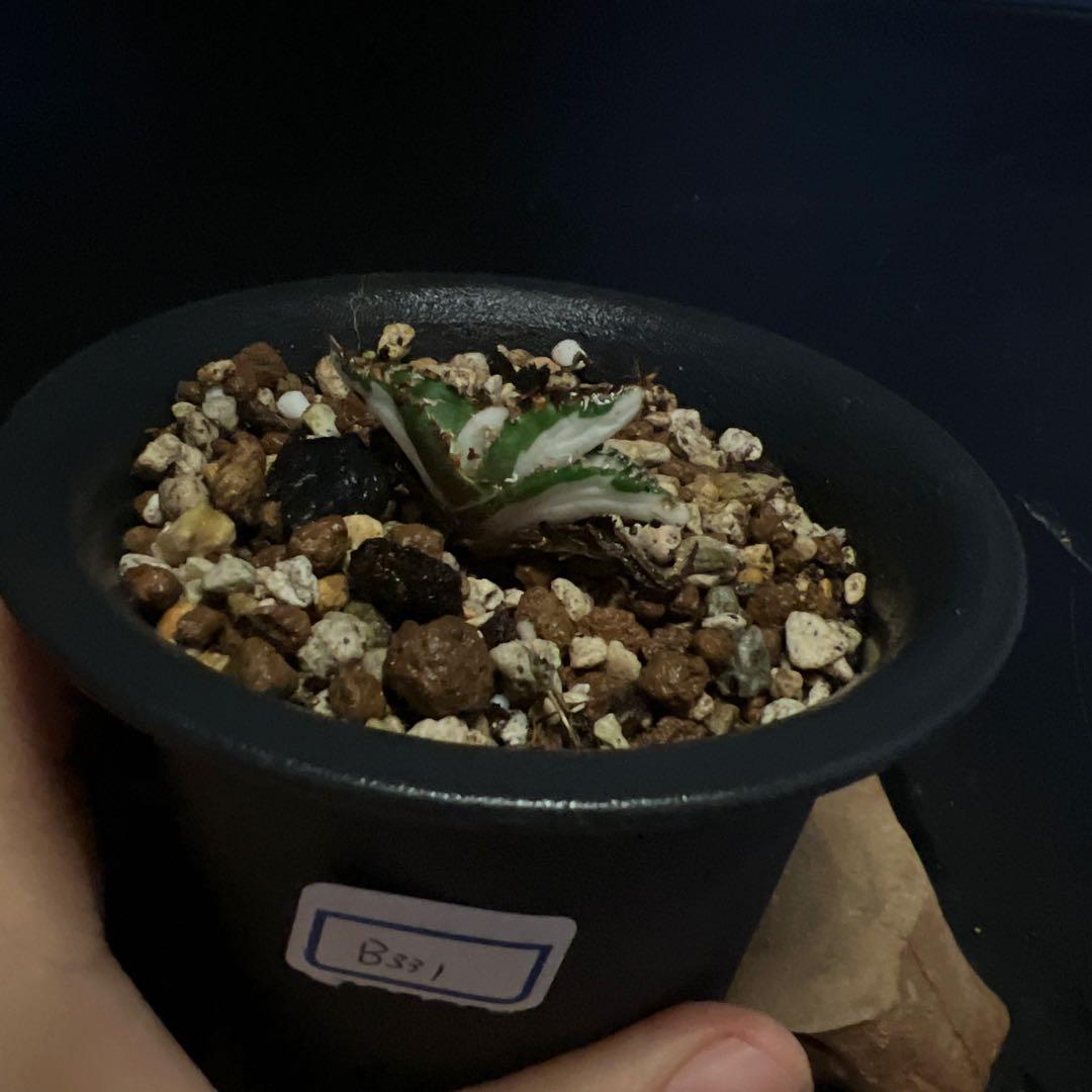 SALE‼️アガベ　チタノタ　SAD 斑入り‼️8398-1000