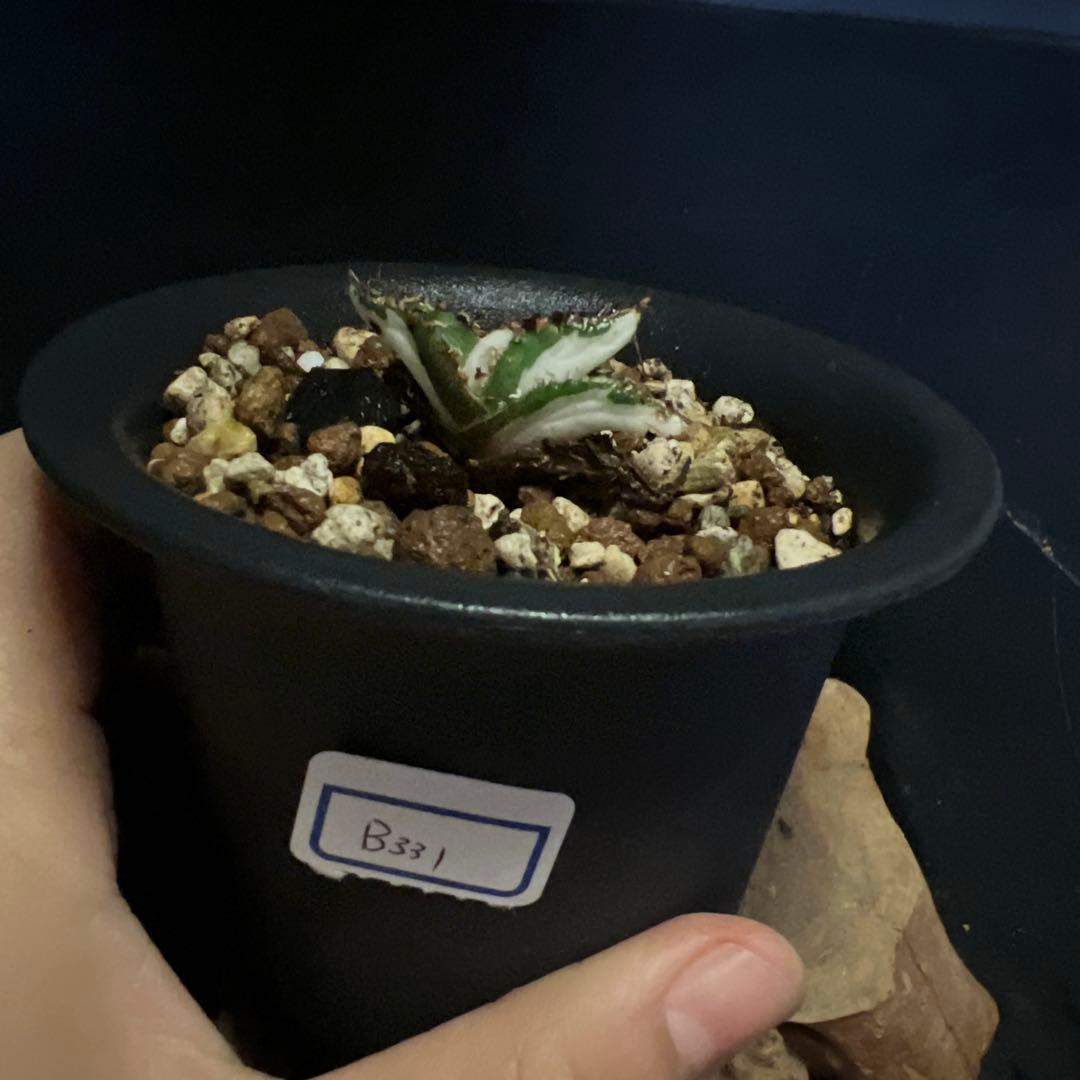 SALE‼️アガベ　チタノタ　SAD 斑入り‼️8398-1000