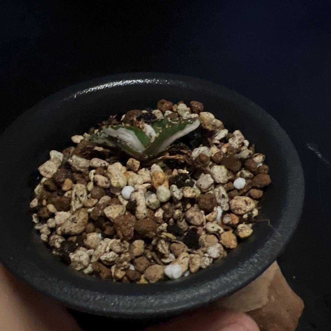 SALE‼️アガベ　チタノタ　SAD 斑入り‼️8398-1000