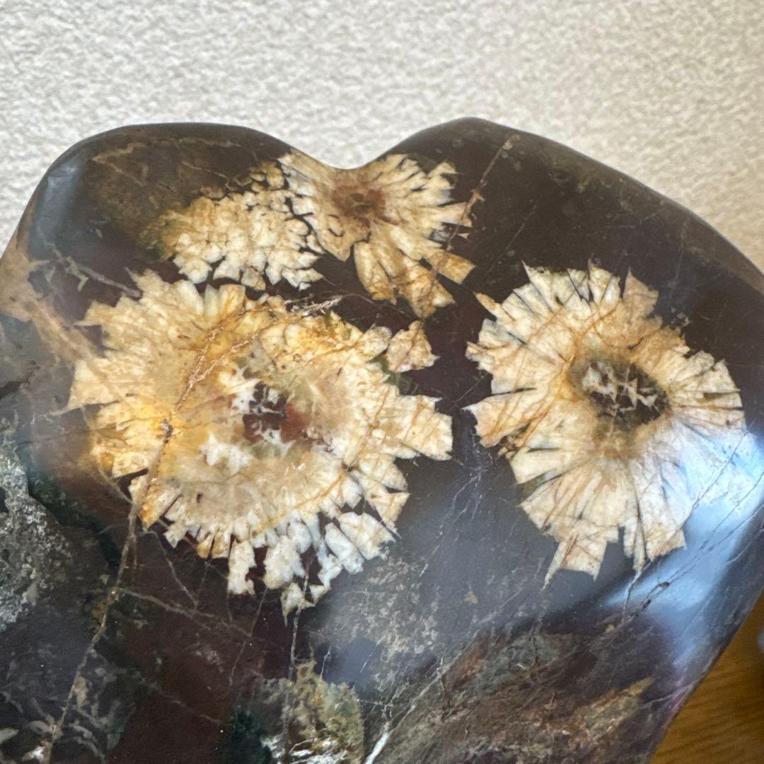 菊花石　鑑賞石　岐阜　木製台座付