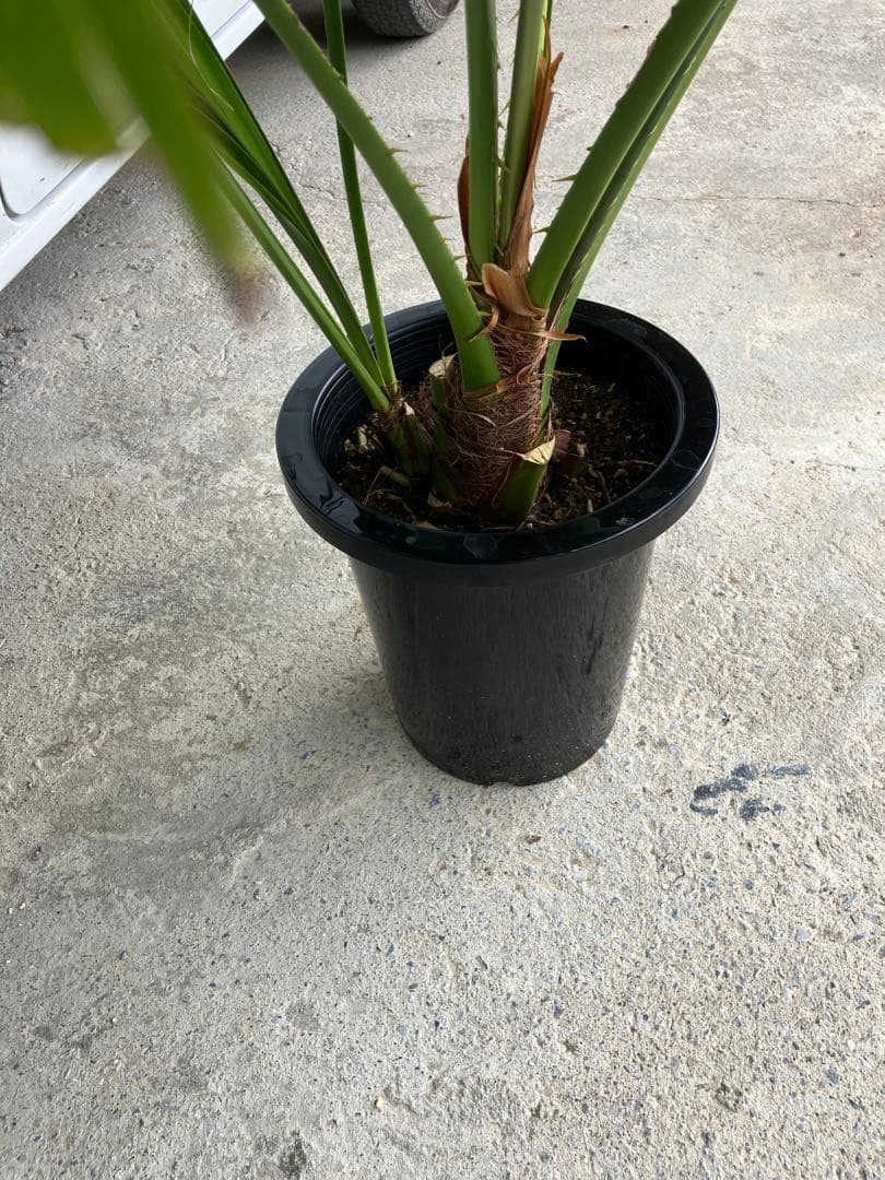 ビロウヤシ８号鉢(黒)