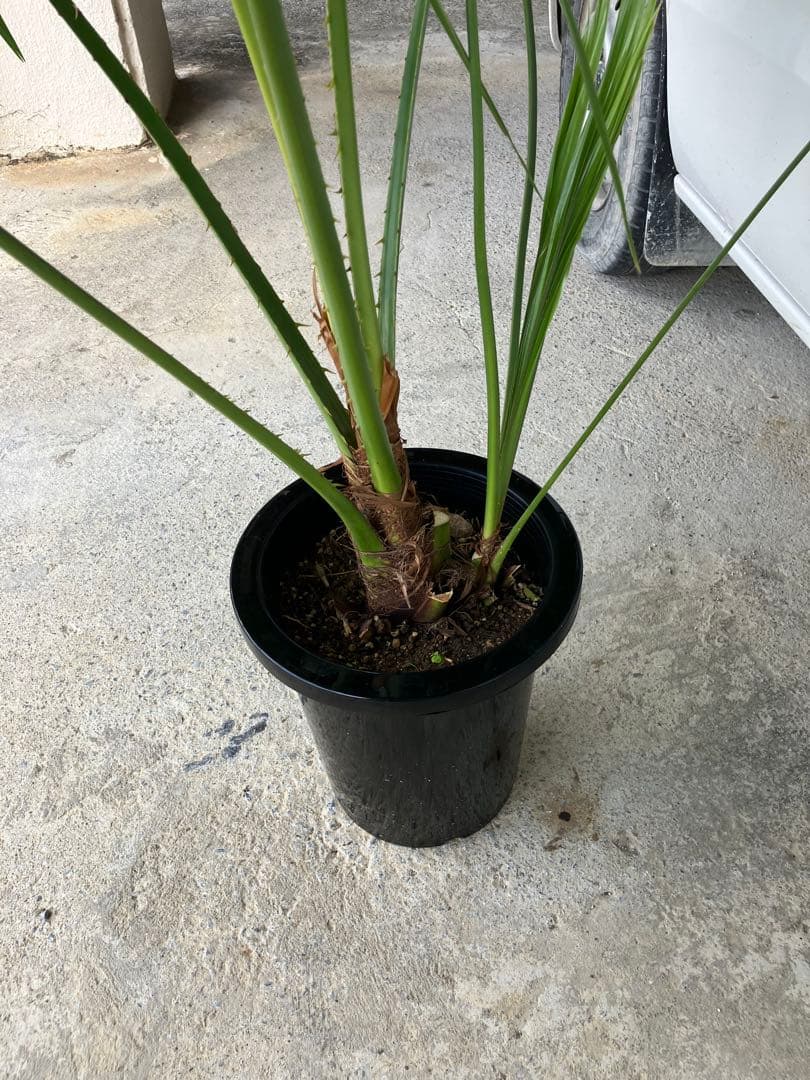 ビロウヤシ８号鉢(黒)