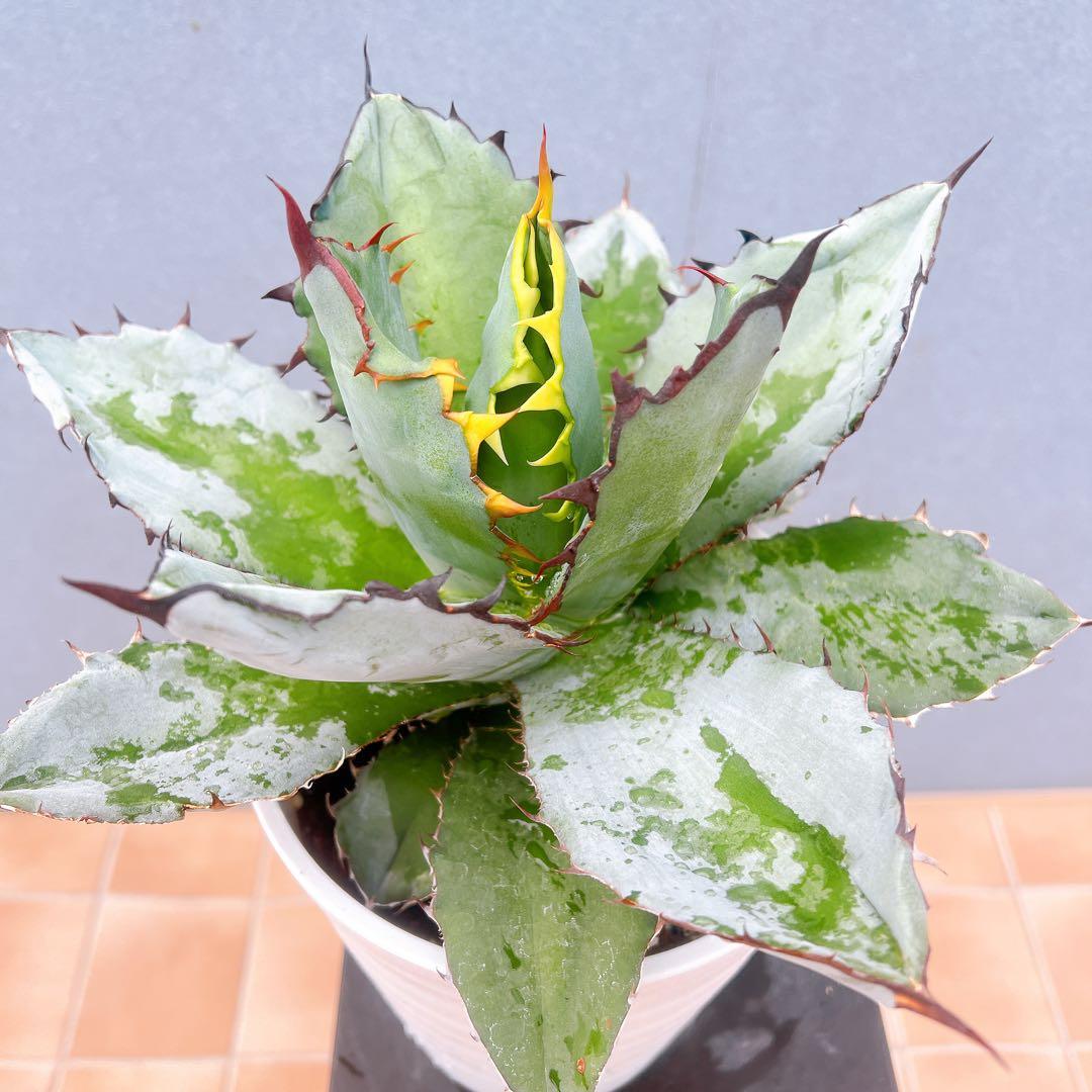 現品　アガベ　チタノタブルー　1番　ドライガーデン　観葉植物 多肉植物　地植え