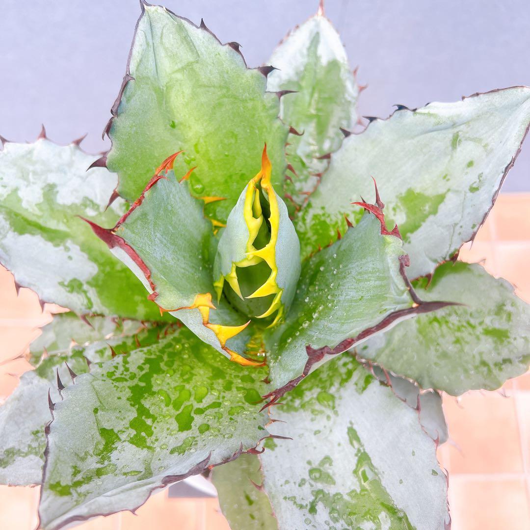 現品　アガベ　チタノタブルー　1番　ドライガーデン　観葉植物 多肉植物　地植え