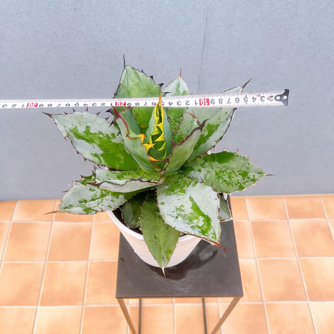 現品　アガベ　チタノタブルー　1番　ドライガーデン　観葉植物 多肉植物　地植え