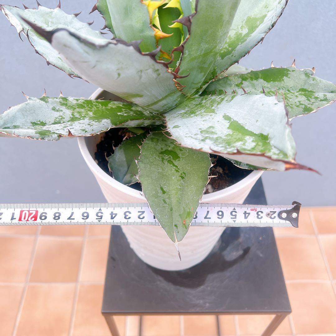 現品　アガベ　チタノタブルー　1番　ドライガーデン　観葉植物 多肉植物　地植え