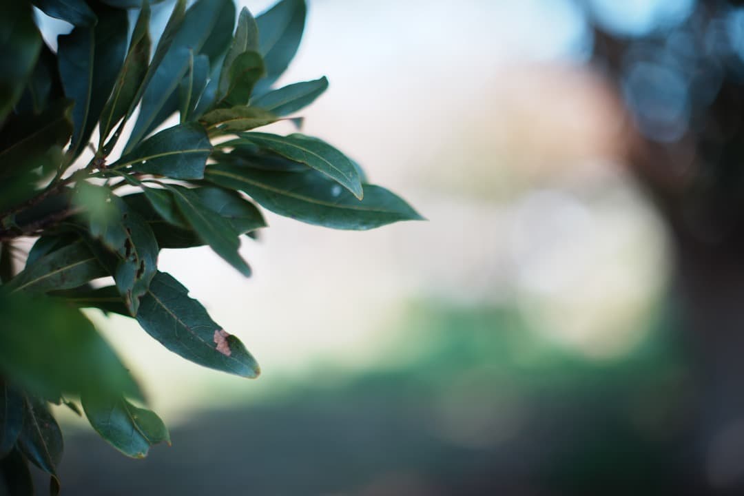 【美品】動作◎ Canon FD 50mm F1.4 S.S.C 809