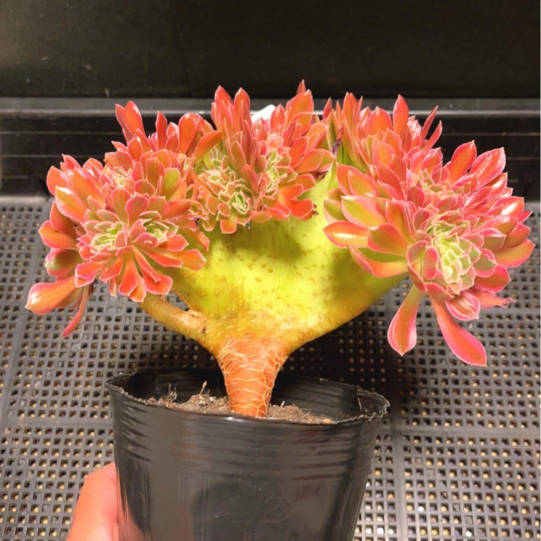 90#多肉植物アエオニウム錦❤️ 女神セッカ ❤️20cm 鉢土付き出荷