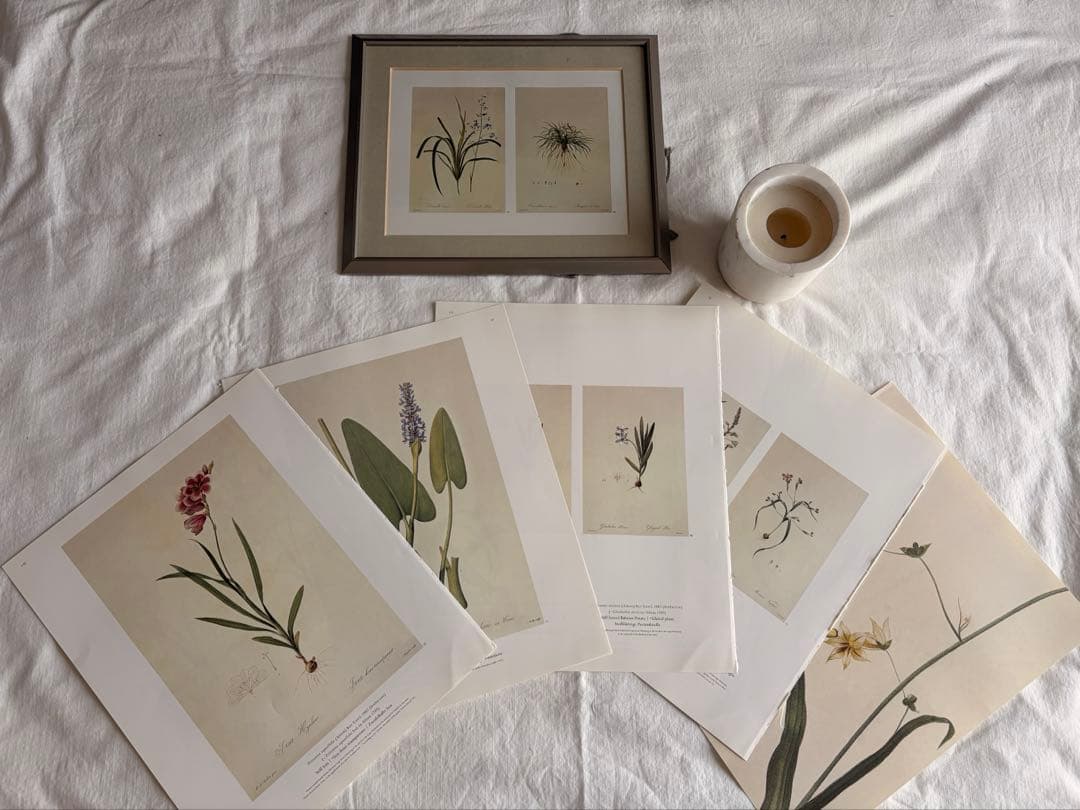 4点セット◆柔らかな雰囲気のボタニカルアート　植物画　ポスター検）ザラホーム
