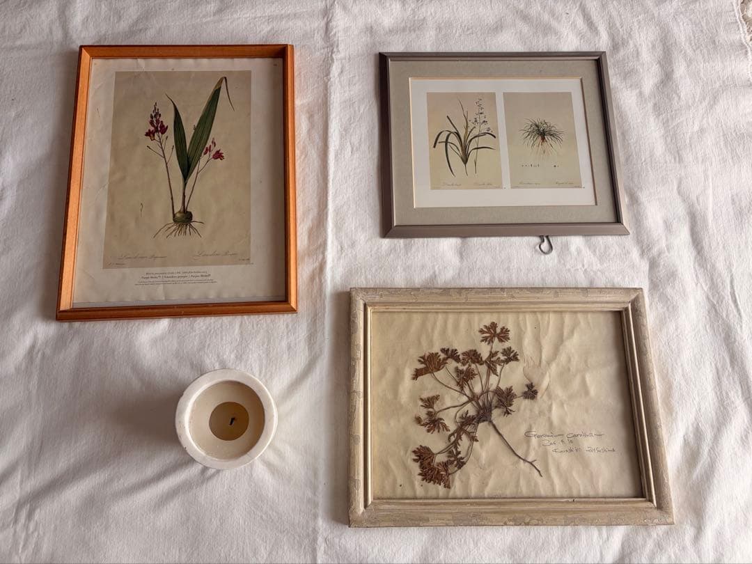 4点セット◆柔らかな雰囲気のボタニカルアート　植物画　ポスター検）ザラホーム