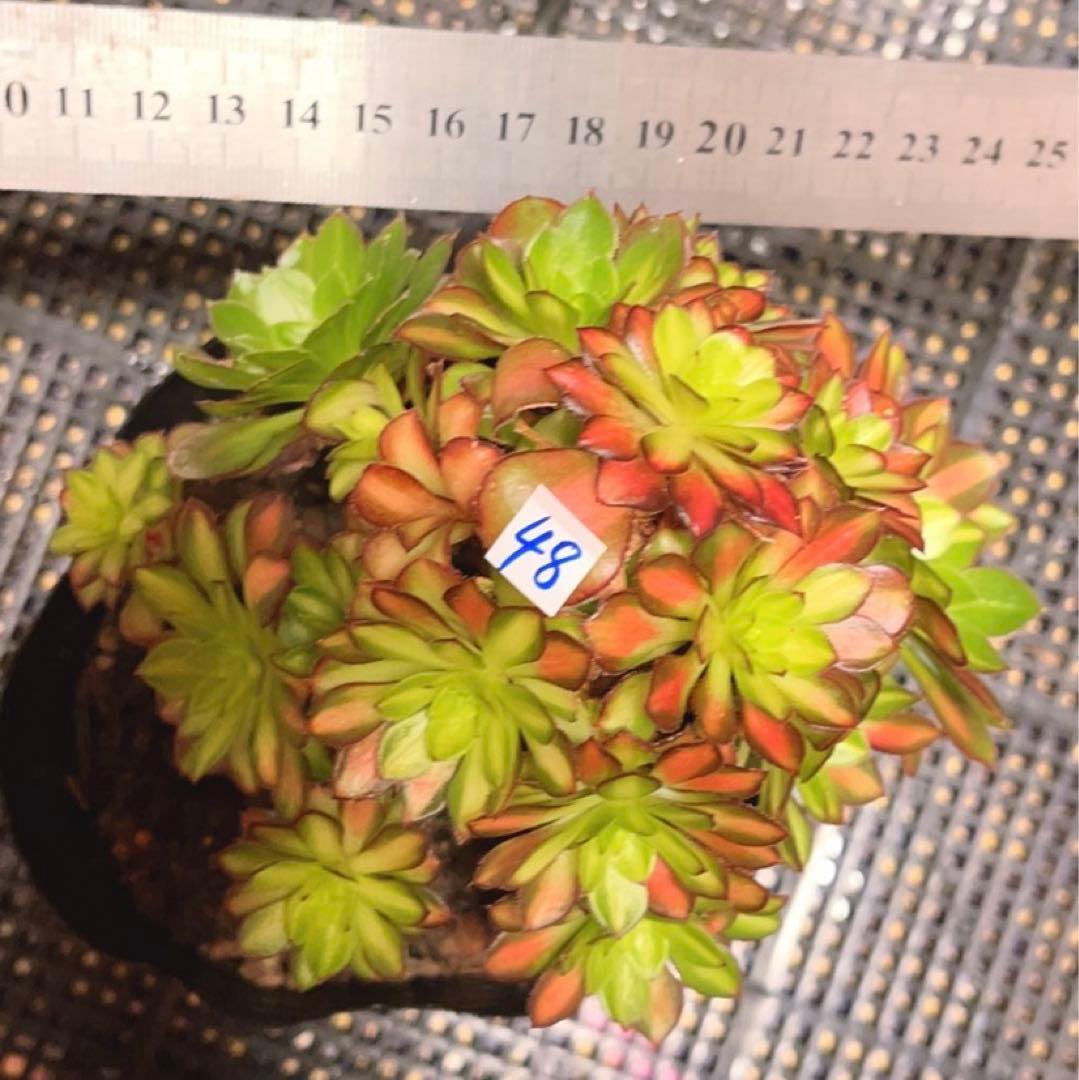 48#多肉植物アエオニウム錦❤️童言❤️ガーネット中斑錦 ❤️15頭14cm拔き苗