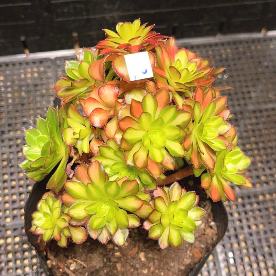 48#多肉植物アエオニウム錦❤️童言❤️ガーネット中斑錦 ❤️15頭14cm拔き苗