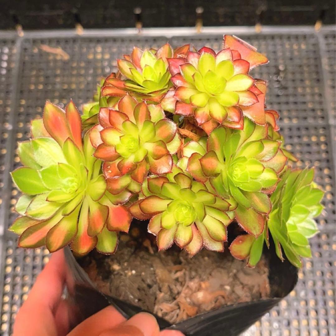 48#多肉植物アエオニウム錦❤️童言❤️ガーネット中斑錦 ❤️15頭14cm拔き苗