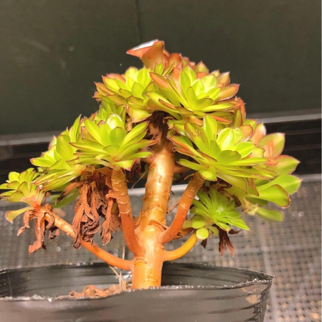 48#多肉植物アエオニウム錦❤️童言❤️ガーネット中斑錦 ❤️15頭14cm拔き苗