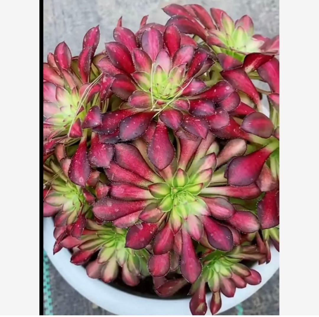 48#多肉植物アエオニウム錦❤️童言❤️ガーネット中斑錦 ❤️15頭14cm拔き苗