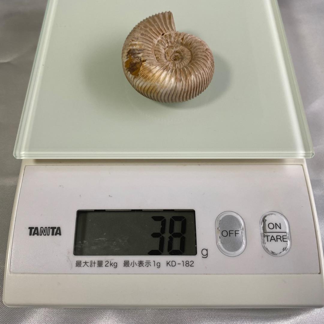 天然 アンモナイト 化石 菊葉模 縫合線 標本 鉱物 原石 約38g