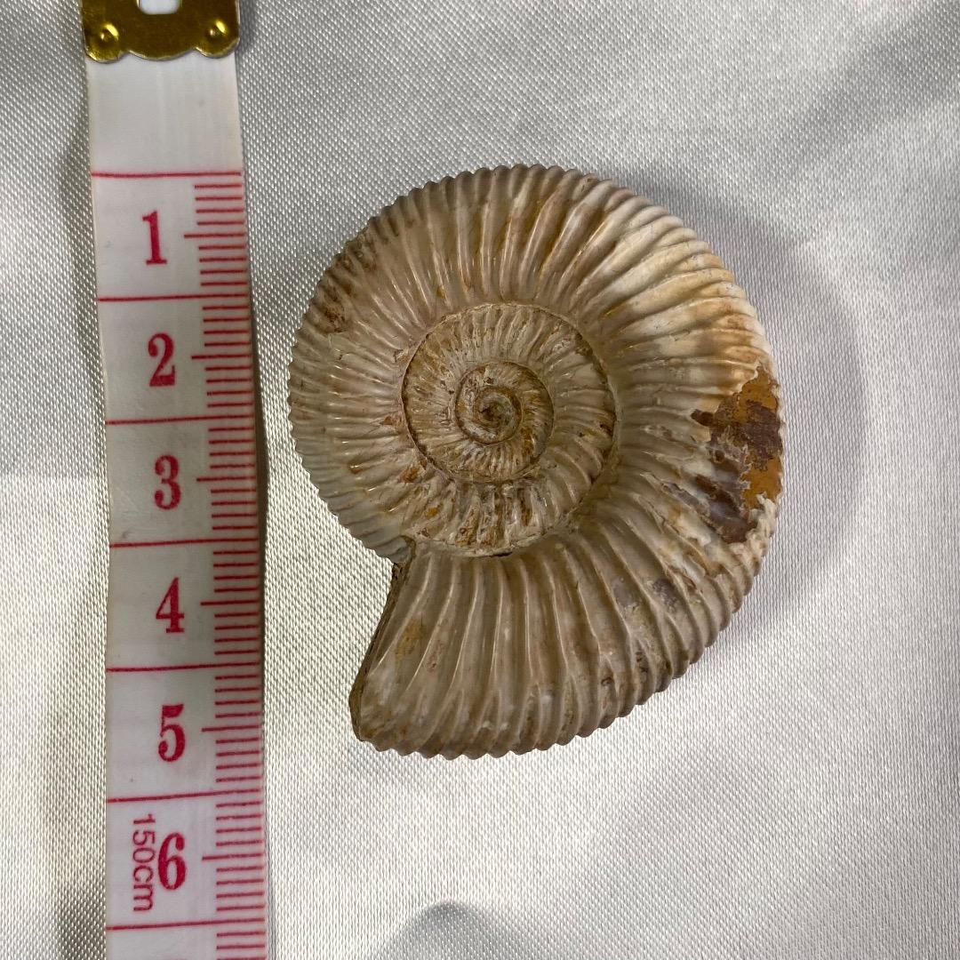天然 アンモナイト 化石 菊葉模 縫合線 標本 鉱物 原石 約38g