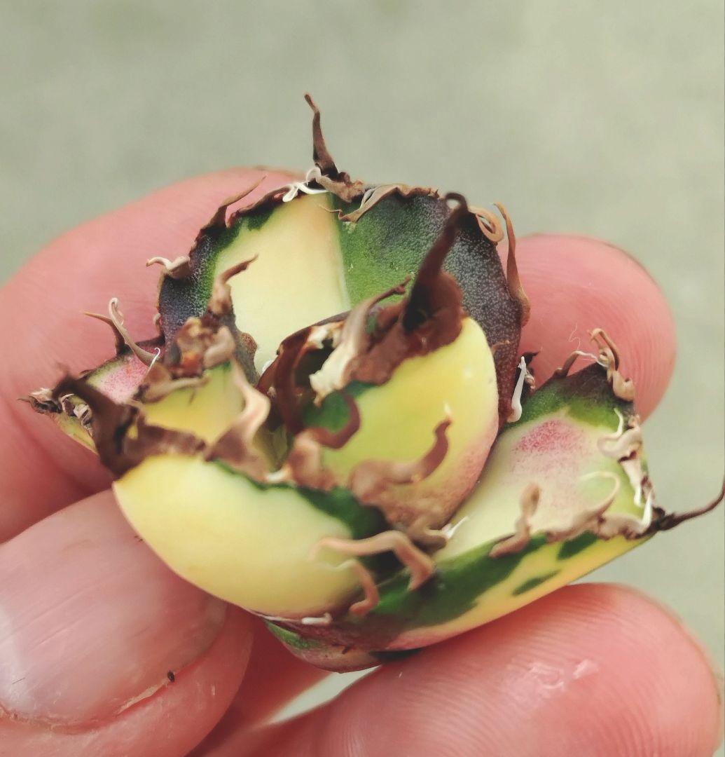 アガベ　チタノタ　シーザー錦　中斑　シーザー