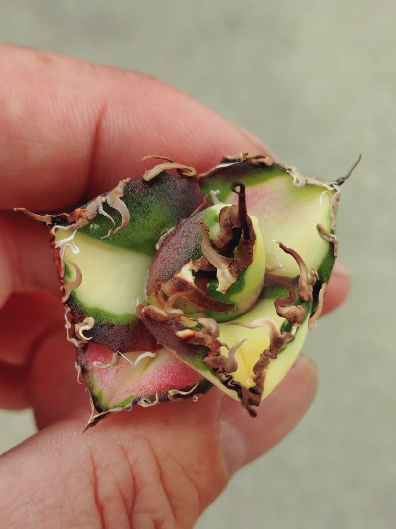 アガベ　チタノタ　シーザー錦　中斑　シーザー