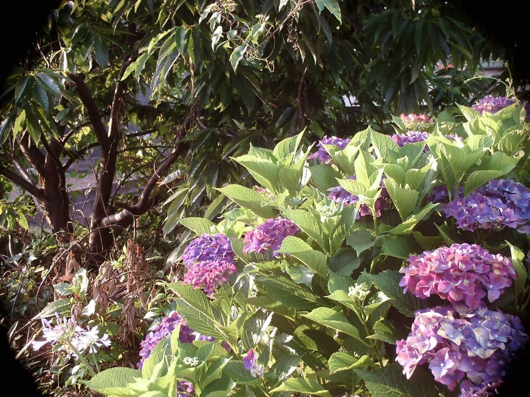 s*y様 Holga Digital スマホ転送キット付き、作例あり