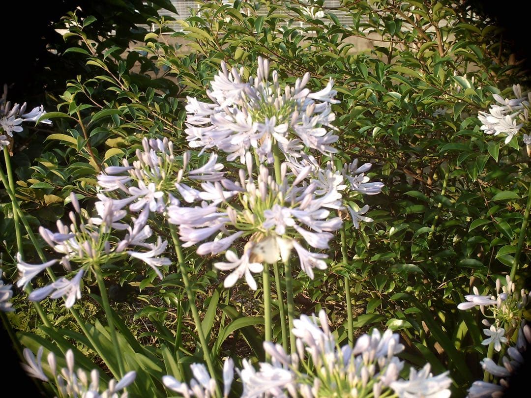 s*y様 Holga Digital スマホ転送キット付き、作例あり