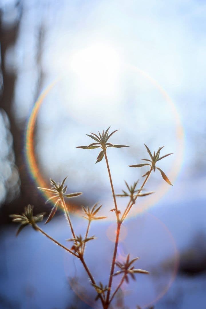 Super-Takumar 55mm F1.8 後期型 S/N：1546026