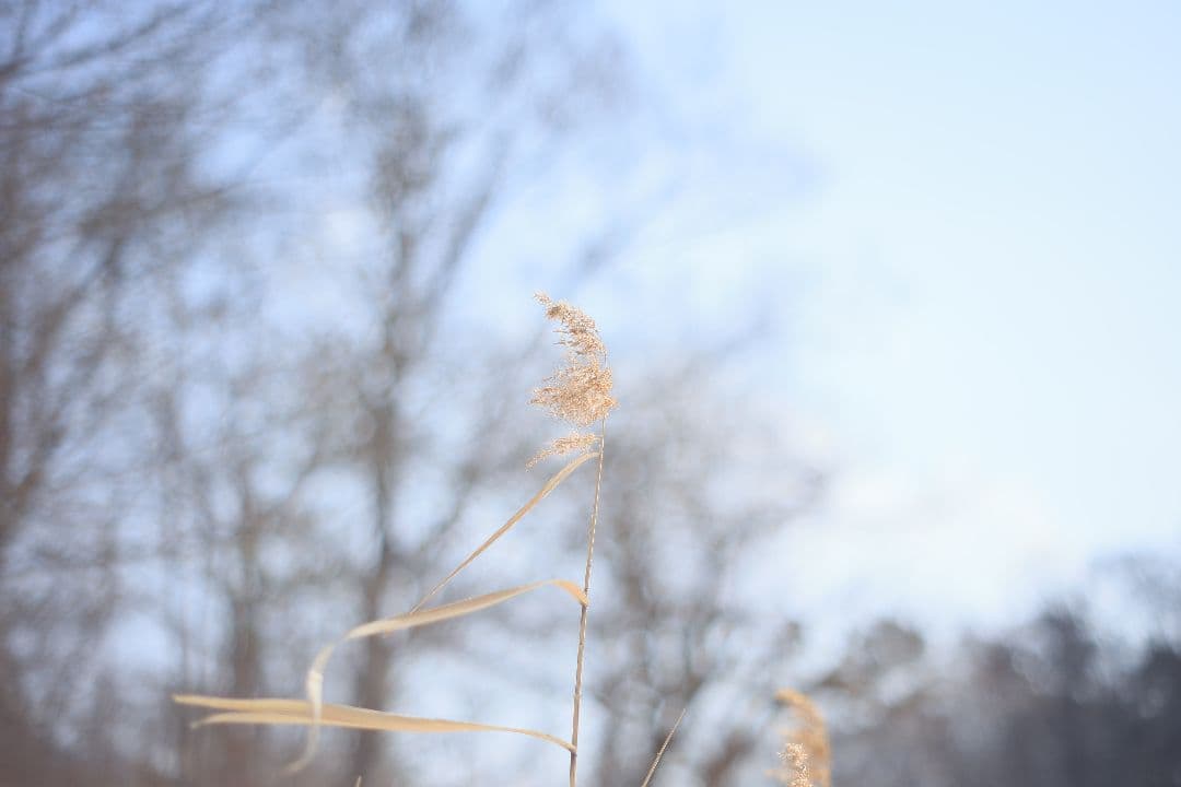 Super-Takumar 55mm F1.8 後期型 S/N：1546026