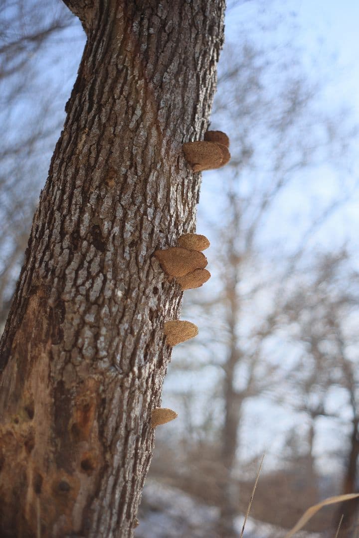 Super-Takumar 55mm F1.8 後期型 S/N：1546026