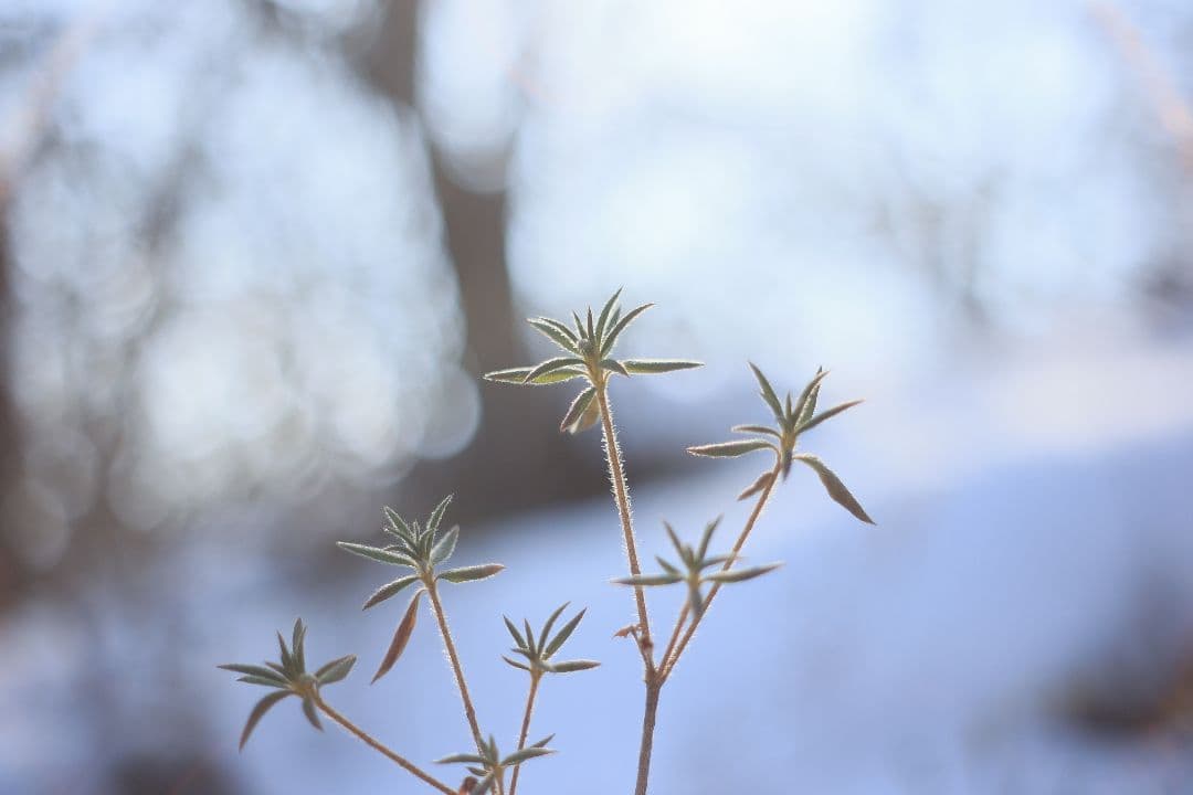 Super-Takumar 55mm F1.8 後期型 S/N：1546026
