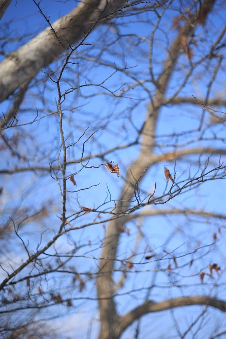 Super-Takumar 55mm F1.8 後期型 S/N：1546026
