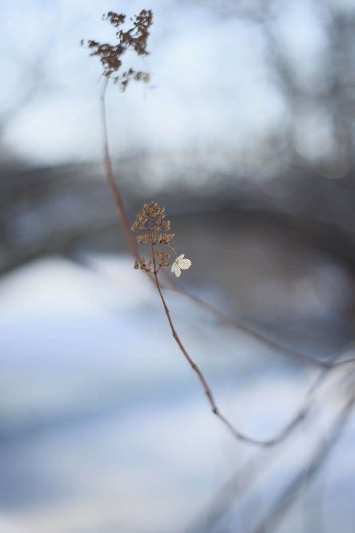 Super-Takumar 55mm F1.8 後期型 S/N：1546026