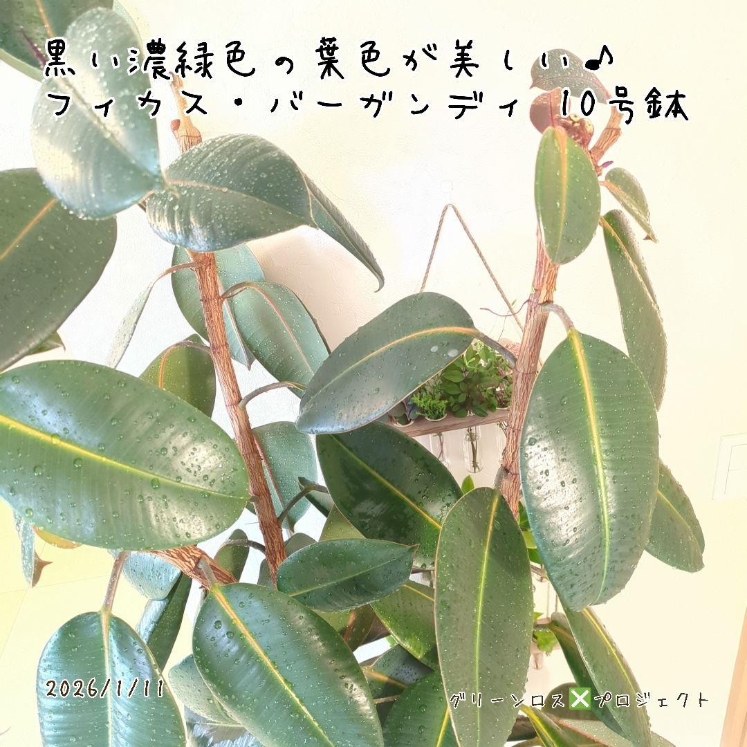 【B級品/大型観葉植物】黒濃緑色の葉色が美しい♪フィカス・バーガンディ 10号鉢