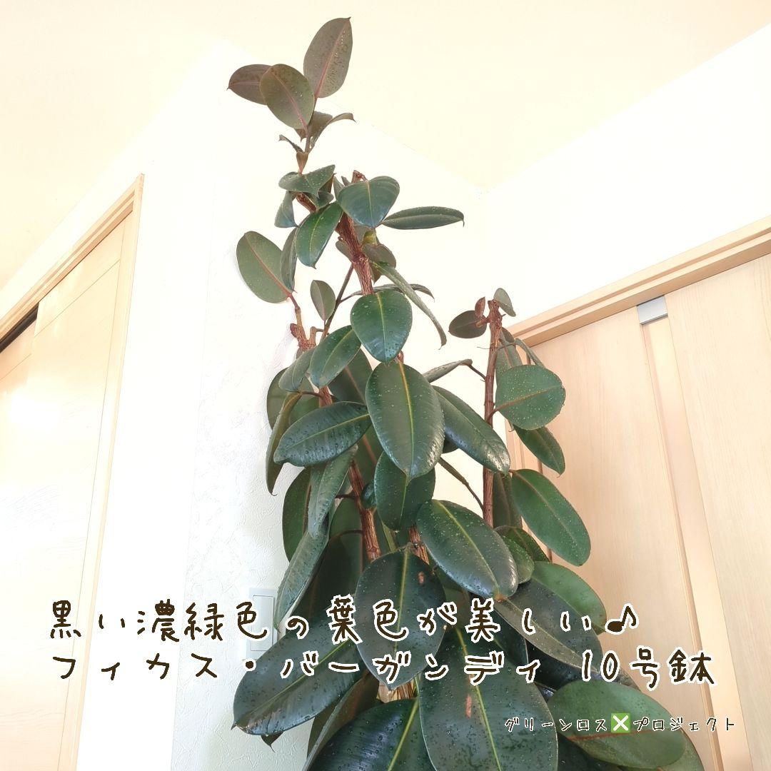 【B級品/大型観葉植物】黒濃緑色の葉色が美しい♪フィカス・バーガンディ 10号鉢