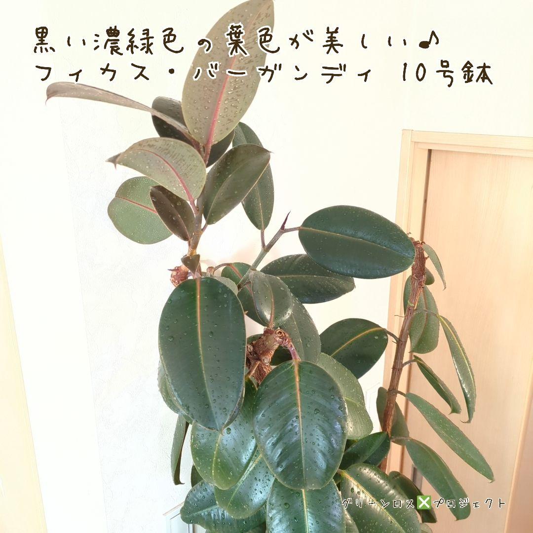 【B級品/大型観葉植物】黒濃緑色の葉色が美しい♪フィカス・バーガンディ 10号鉢