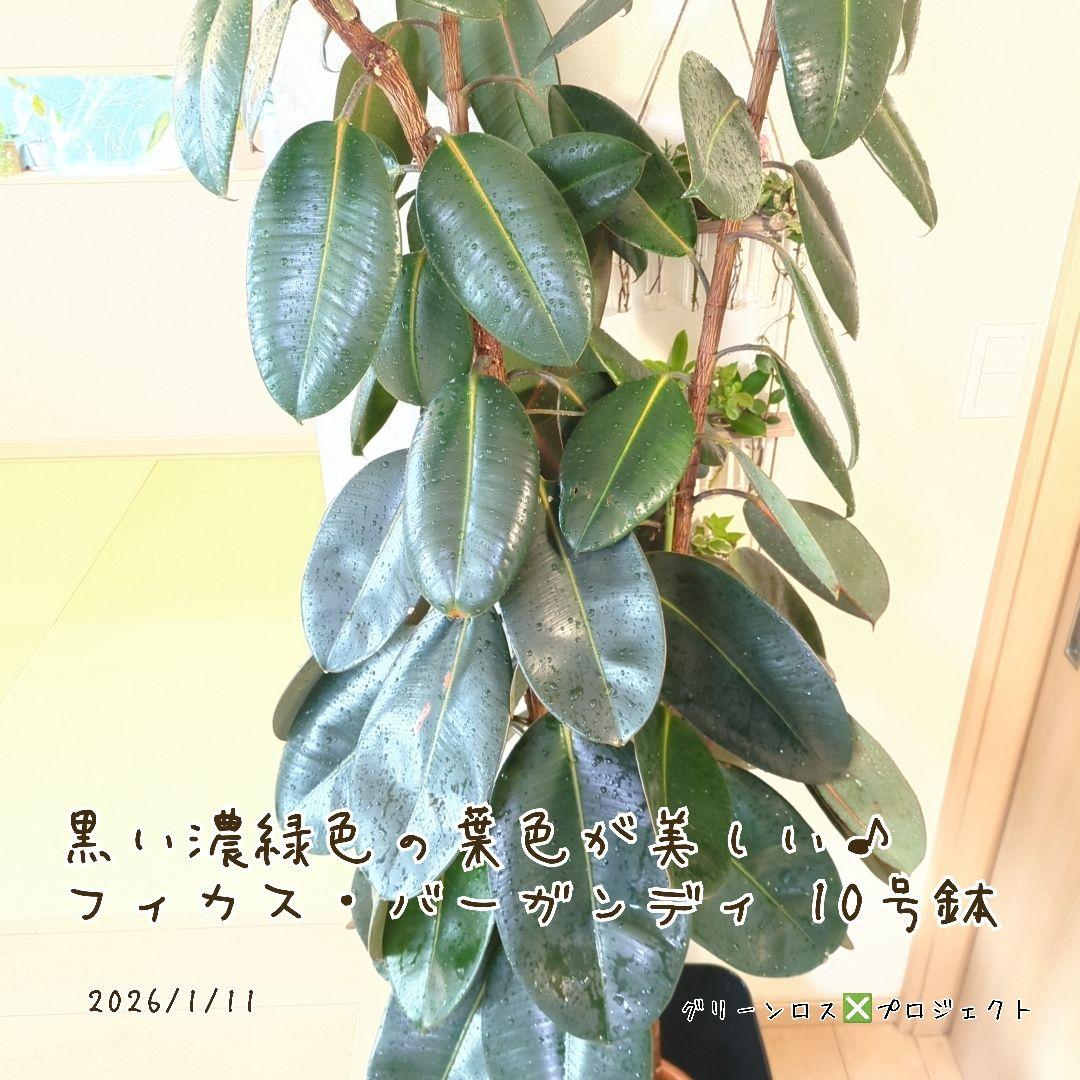【B級品/大型観葉植物】黒濃緑色の葉色が美しい♪フィカス・バーガンディ 10号鉢