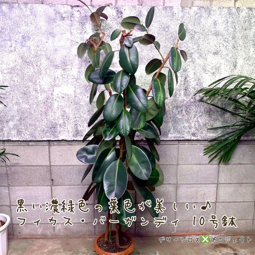 【B級品/大型観葉植物】黒濃緑色の葉色が美しい♪フィカス・バーガンディ 10号鉢