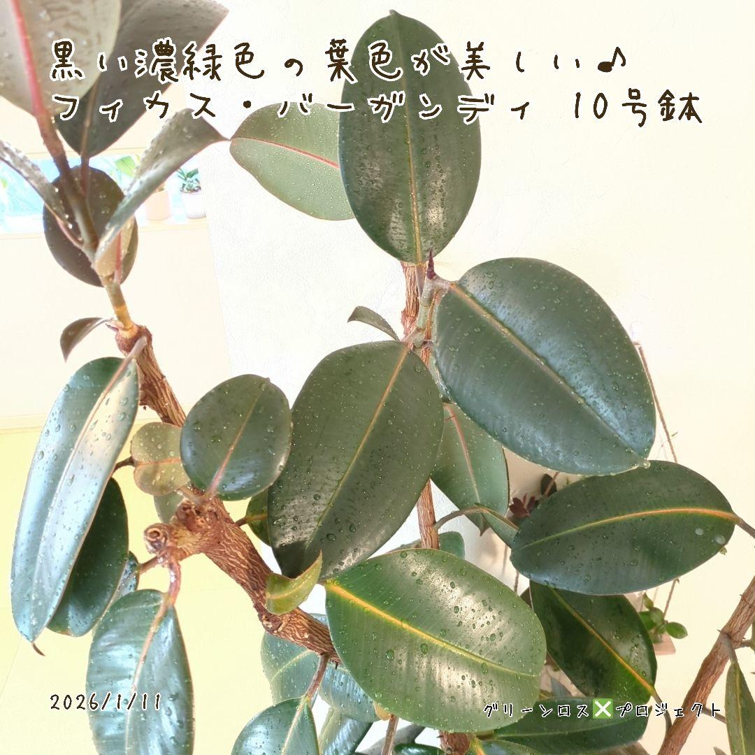 【B級品/大型観葉植物】黒濃緑色の葉色が美しい♪フィカス・バーガンディ 10号鉢