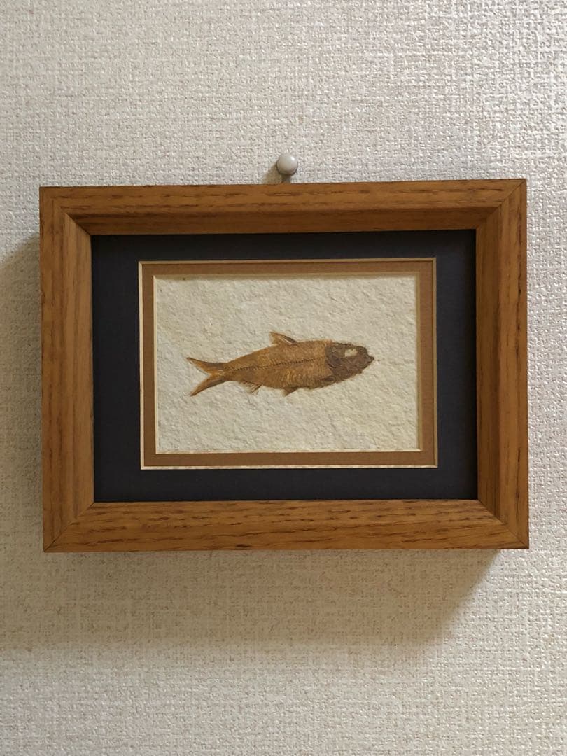 カナダ 魚の化石のインテリア