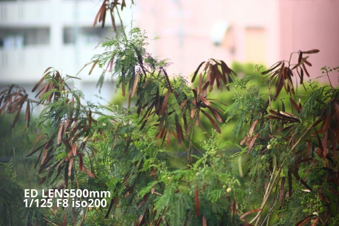 kenko ED LENZ 500mm&MIRROR LENZ 800mm 2本